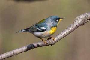 Northern Parula (male) 103.jpg