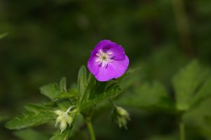 BRP Wild Geranium 1.JPG