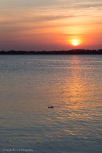 Gator Sunset 2-7749.jpg