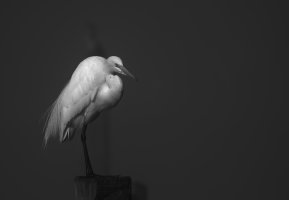 B&W Great Egret.JPG