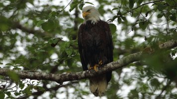 H G eagle_8029.JPG