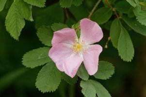 _MG_1995_DxO 6.36.17 PM.jpg