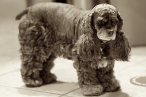 Bailey_Sepia_Standing_2012_07.jpg