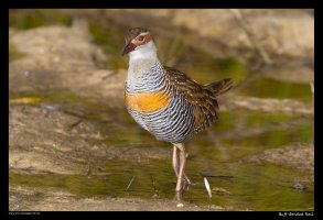 buff-banded-rail1.jpg