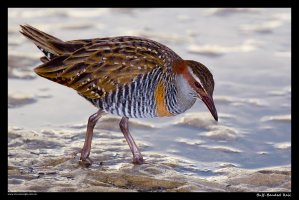 buff-banded-rail.jpg