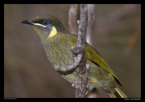 lewins-honeyeater1.jpg