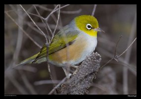 silvereye1.jpg