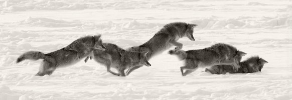 coyote leap1.jpg