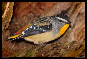 spotted-pardalote-m_1.jpg