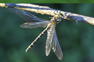 Damselfly 2.jpg