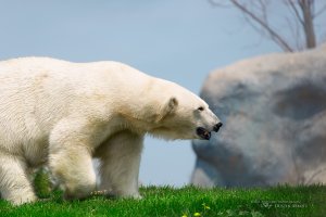 31 Spring is for Polar Bears.jpg