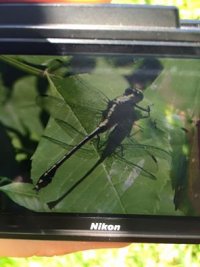 drogonfly.jpg