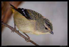spotted-pardalote-f_1.jpg