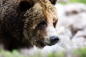 GWDCGRIZ42June 16, 2015.jpg