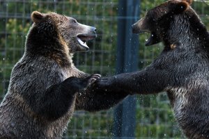 GWDCGRIZ35June 16, 2015.jpg