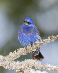 blue grosbeak front one eye w lichen.JPG