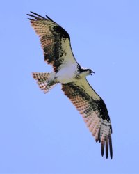 Osprey.jpg