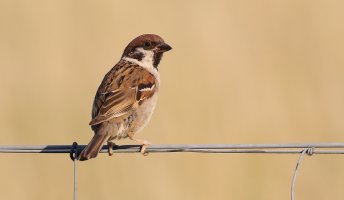 Feldsperling klein.jpg