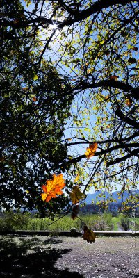 Catching the Light.jpg