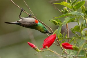 DCS-2015-07-08 (web).jpg