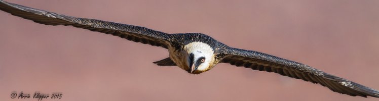 Lammergeier GCNR AWK-6842.jpg