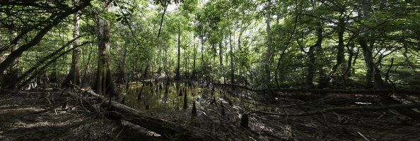 2014_06_ron_revenge_movie_swamp_day_pano_1 rasterize.jpg