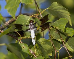 dragon fly common whitetail                                    .JPG