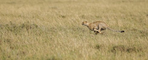 Cheetah at fullpelt.jpg