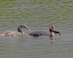 Grebes+crayfish 915A1507-CR.jpg