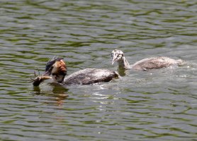 Grebes+Crayfish_withtail_915A1495-CR.jpg