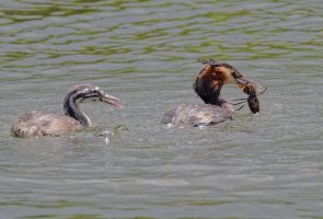 grebes_bitingthroughcrayfishtail915A1504-CR.jpg