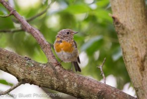 Robin.jpg