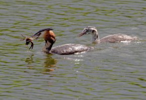 grebes+crayfish-withtail_915A1494.jpg