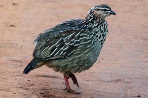 Crested Francolin.JPG
