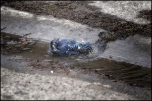 Spring Cleaning 2000w JPEG.jpg