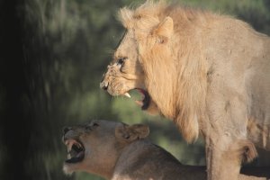 12834405624_9162eec85d_o (1).jpg