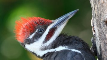 Baby Portrait_29176.JPG