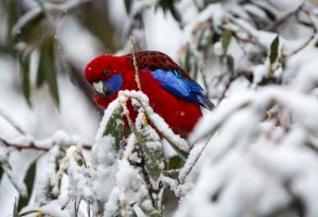 Falls Creek 2015 (1 of 14).jpg