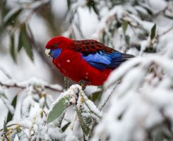 Falls Creek 2015 (2 of 14).jpg