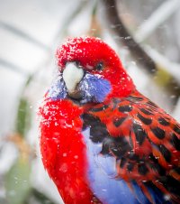 Falls Creek 2015 (12 of 22).jpg