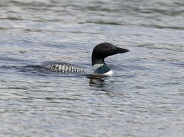 loon_7dII_560mm.jpg