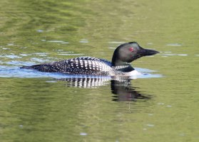 Loon_Best_915A2307_DxO_loon.jpg