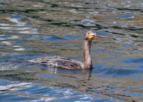 cormorantwithfish_915A2435_DxO_cormorant_withfish.jpg
