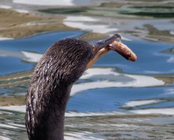 Cormorantwithfish_915A2432_crop.jpg