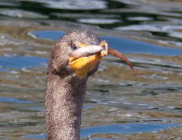 cormorantwithfish_915A2435_crop.jpg