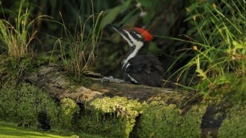 Another bath shot_9396.JPG