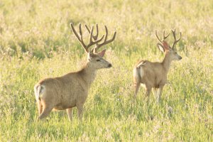 7D test shots-6929.jpg