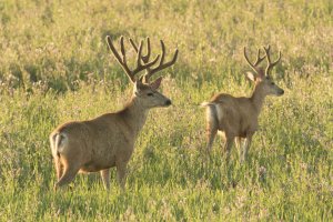 7D test shots-6930.jpg