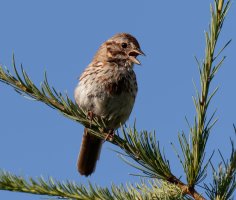 Songsparrow_915A2442.jpg