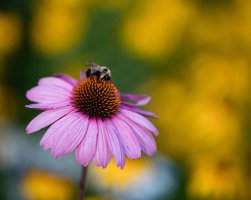 _Y3A0542 coneflower 1024.jpg